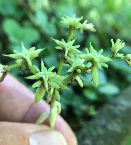woodland stonecrop