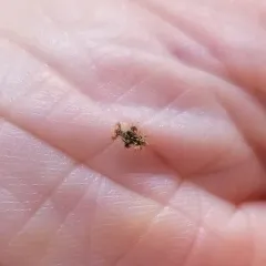 Chrysanthemum Lace Bug thumbnail 4