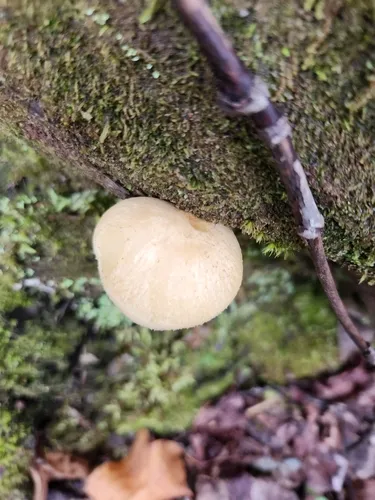 Austral Honey Mushroom