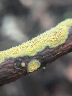 Yellow Toothcrust thumbnail 2
