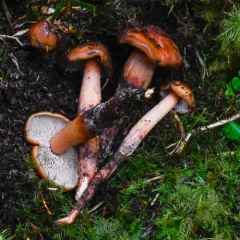 Phaeocollybia kauffmanii thumbnail 3