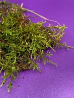 Helodium paludosum thumbnail 4