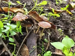 Psathyrella vinosofulva thumbnail 2