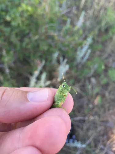 Showy Grasshopper