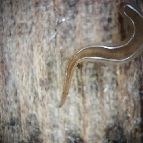 Snake-headed Flatworm