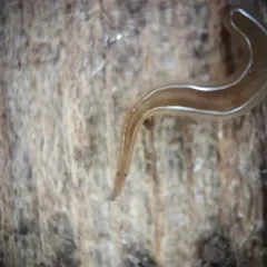 Snake-headed Flatworm thumbnail 1