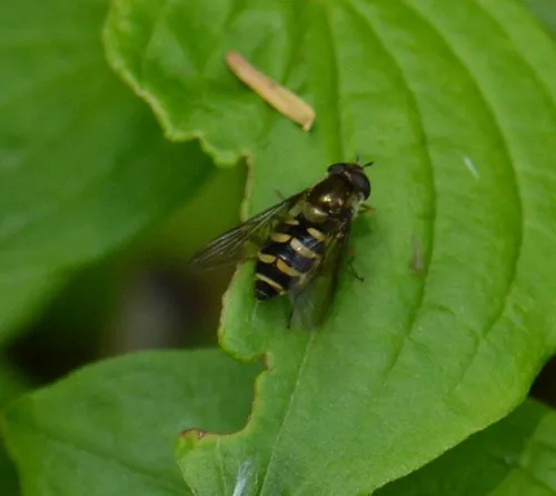 Holarctic Bristleside