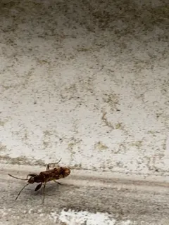 Horn-banded Seed Bug thumbnail 4