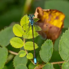 Pacific Forktail thumbnail 3