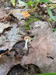 Pholiotina maireiaffinis thumbnail 2
