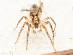 Anyphaena aperta thumbnail 4