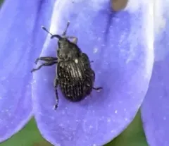 Cleopomiarus hispidulus thumbnail 1