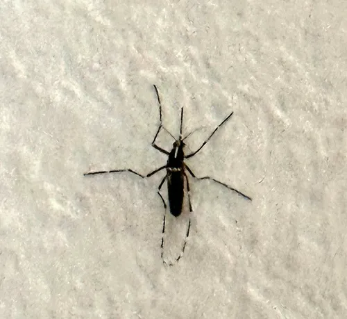 Asian Tiger Mosquito
