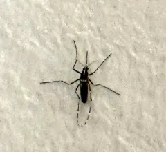 Asian Tiger Mosquito thumbnail 1