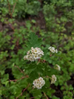 mountain ninebark thumbnail 3