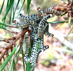 Red-headed Pine Sawfly thumbnail 4