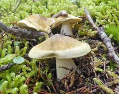 Tricholoma arvernense thumbnail 4