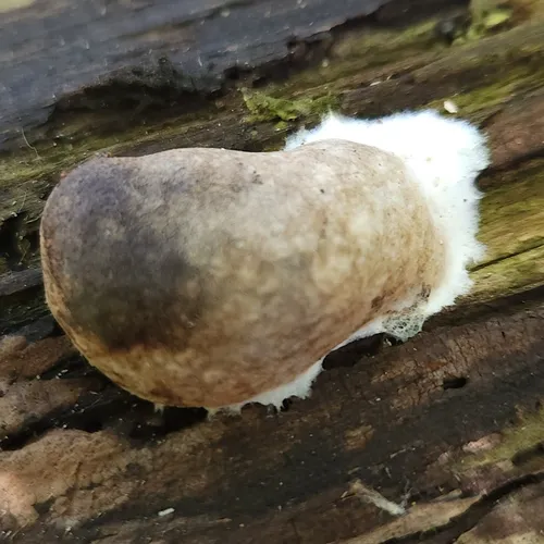 Reticularia splendens