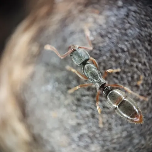 Common Porthole Ant