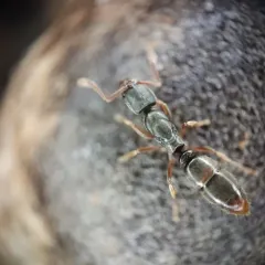 Common Porthole Ant thumbnail 1