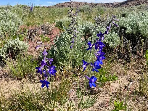 Plains Larkspur