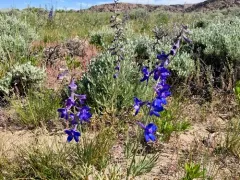 Plains Larkspur thumbnail 1