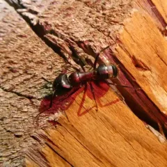 Bicolored Carpenter Ant thumbnail 3