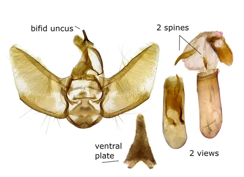 Eupithecia multistrigata