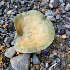 Lactarius aurantiosordidus thumbnail 4