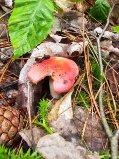 Russula pseudolepida thumbnail 3