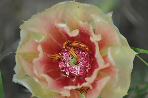 Winecup Pyrota