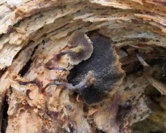 Coltricia dependens thumbnail 4