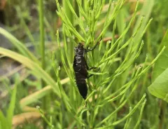 Knobbed Salmonfly thumbnail 4