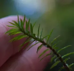 contorted pogonatum moss thumbnail 4