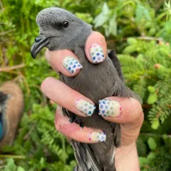 Leach's Storm-Petrel thumbnail 3