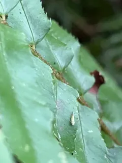 Eupteryx filicum thumbnail 4