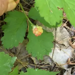 dwarf raspberry thumbnail 5