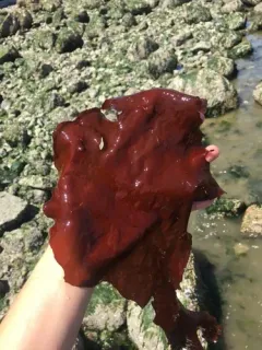 Schizymenia pacifica thumbnail 4