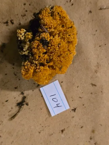 Ramaria primulina