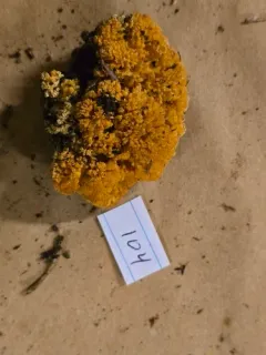 Ramaria primulina thumbnail 1