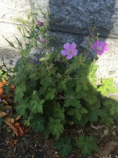 French Crane's-bill thumbnail 2