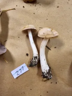 Cortinarius paralbocyaneus thumbnail 2