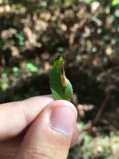 Parornix preciosella thumbnail 1