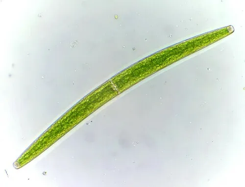 Closterium baillyanum