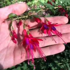 Hardy Fuchsia thumbnail 1