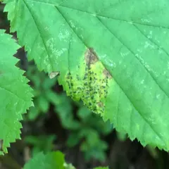 Mamianiella coryli thumbnail 2