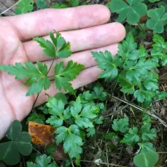 oregon goldthread thumbnail 2