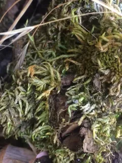 Glasswort Feather-moss thumbnail 2