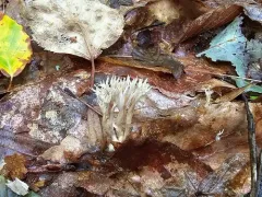 Lentaria byssiseda thumbnail 2