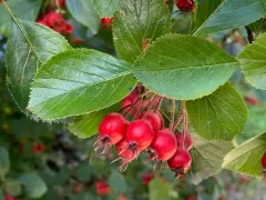 Broad-leaved Cockspurthorn thumbnail 4